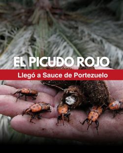el-picudo-en-sauce